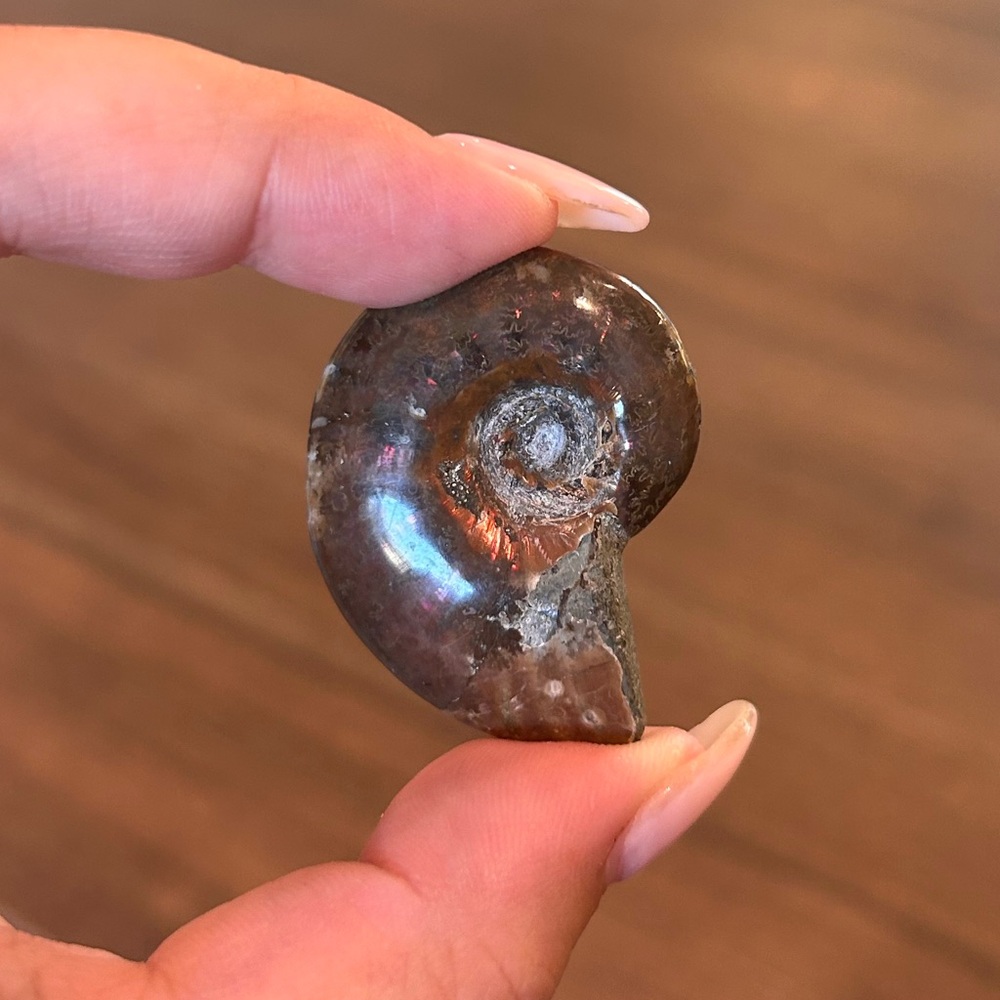 Ammonite Naturally Iridescent 1